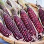 Red Waxy Corn for family pack 10 PCS Seeds