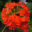 Red Univalve Geranium Perennial Flower 6 PCS Seeds