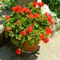 Red Univalve Geranium Perennial Flower 6 PCS Seeds