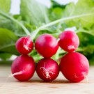 Red Turnip Radish Raphanus Sativus Organic 20 PCS Seeds Red Turnip Radish Raphanus Sativus Organic 20 PCS Seeds