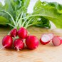 Red Turnip Radish Raphanus Sativus Organic 20 PCS Seeds