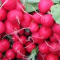 Red Turnip Radish Raphanus Sativus Organic 20 PCS Seeds