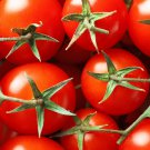 Red Sun Sugar Tasty Cherry Tomato 40 PCS Seeds