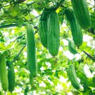 Short Loofah Organic 15 PCS Seeds