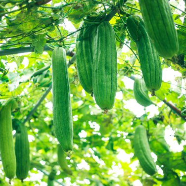 Short Loofah Organic 15 PCS Seeds
