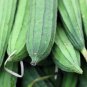 Short Loofah Organic 15 PCS Seeds