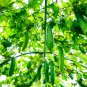 Short Loofah Organic 15 PCS Seeds