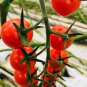 Red Truss Tomato Plant Non-gmo Heirloom Fruits 25 PCS Seeds