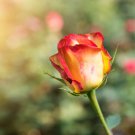 Red Stripe Orange Rose Flower 50 PCS Seeds Red Stripe Orange Rose Flower 50 PCS Seeds