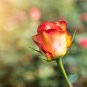 Red Stripe Orange Rose Flower 50 PCS Seeds