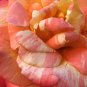 Red Stripe Orange Rose Flower 50 PCS Seeds
