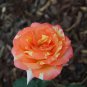 Red Stripe Orange Rose Flower 50 PCS Seeds