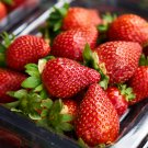 Red Strawberry Giant Juicy Potted Fruit 300 PCS Seeds Red Strawberry Giant Juicy Potted Fruit 300 PCS Seeds