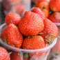 Red Strawberry Giant Juicy Potted Fruit 300 PCS Seeds