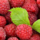Red Sweet Waxberry 10 PCS Seeds