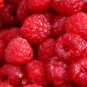 Red Sweet Waxberry 10 PCS Seeds