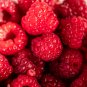 Red Sweet Waxberry 10 PCS Seeds