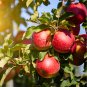 Red Sweet Bonsai Apple Tree Fruit Organic 10 PCS Seeds