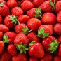 Red Strawberry 15000 PCS Seeds