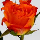 Red Spot Yellow Rose Flower 50 PCS Seeds Red Spot Yellow Rose Flower 50 PCS Seeds