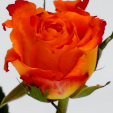 Red Spot Yellow Rose Flower 50 PCS Seeds
