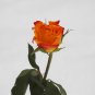 Red Spot Yellow Rose Flower 50 PCS Seeds
