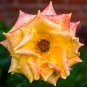 Red Spot Yellow Rose Flower 50 PCS Seeds