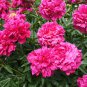 Red Single Peony Bush Flower 5 PCS Seeds