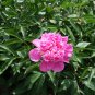 Red Single Peony Bush Flower 5 PCS Seeds