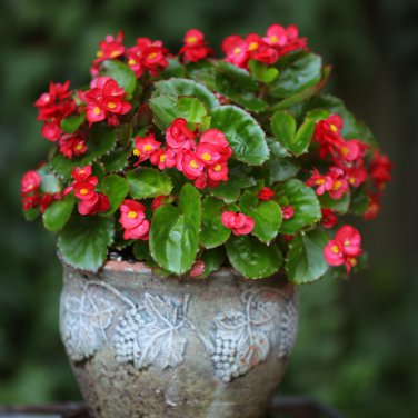 Red Rieger Begonias 20 PCS Seeds