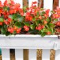 Red Rieger Begonias 20 PCS Seeds