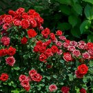 Red Rose with Light Pink Strip Chinese Rose Shrub Flower 50 PCS Seeds Red Rose with Light Pink Strip Chinese Rose Shrub Flower 50 PCS Seeds