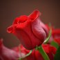 Red Rose with Light Pink Strip Chinese Rose Shrub Flower 50 PCS Seeds