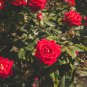 Red Rose with Light Pink Strip Chinese Rose Shrub Flower 50 PCS Seeds