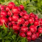 Red Radish 'Da Hongpao' Round Organic Vegetable 50 PCS Seeds