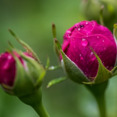 Red Rose Bud Bonsai Flowers 50 PCS Seeds