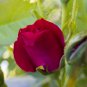 Red Rose Bud Bonsai Flowers 50 PCS Seeds