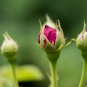 Red Rose Bud Bonsai Flowers 50 PCS Seeds