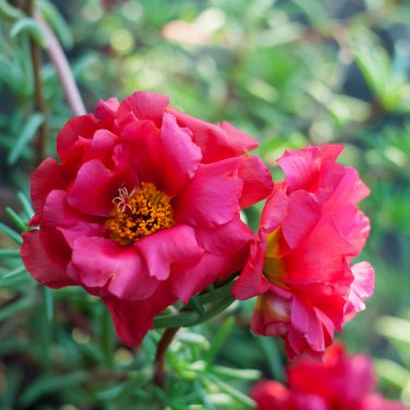 Red Portulaca Grandiflora Homegrown Moss Rose Sun Plant Flowers 100 PCS Seeds