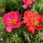 Red Portulaca Grandiflora Homegrown Moss Rose Sun Plant Flowers 100 PCS Seeds