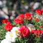 Red Portulaca Grandiflora Homegrown Moss Rose Sun Plant Flowers 100 PCS Seeds