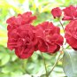 Red Polyantha Rose Multiflora Plant Flower 50 PCS Seeds