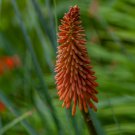 Red Hot Poker Hybrids Kniphofia Uvaria Hybrids 10 PCS Seeds