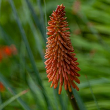Red Hot Poker Hybrids Kniphofia Uvaria Hybrids 10 PCS Seeds