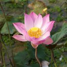 Red 'Peach Flower' Nelumbo Nucifera Lotus 1 PCS Seeds