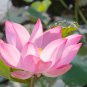 Red 'Peach Flower' Nelumbo Nucifera Lotus 1 PCS Seeds