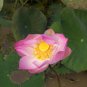 Red 'Peach Flower' Nelumbo Nucifera Lotus 1 PCS Seeds