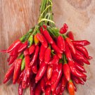 Red Hot Cayenne Pepper Bonsai 35 PCS Seeds Red Hot Cayenne Pepper Bonsai 35 PCS Seeds