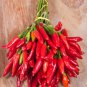 Red Hot Cayenne Pepper Bonsai 35 PCS Seeds