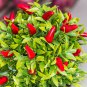 Red Hot Cayenne Pepper Bonsai 35 PCS Seeds